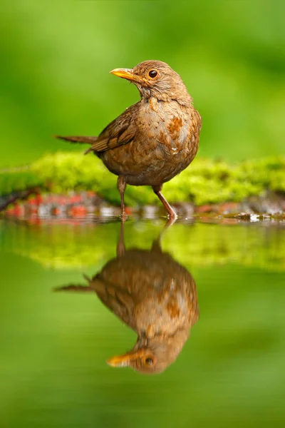 鳴き鳥鏡水の反射 灰色茶色ウタツグミつぐみ Philomelos 素敵な地衣類 木の枝 自然の生息地で鳥に座って春 ドイツの入れ子 — ストック写真