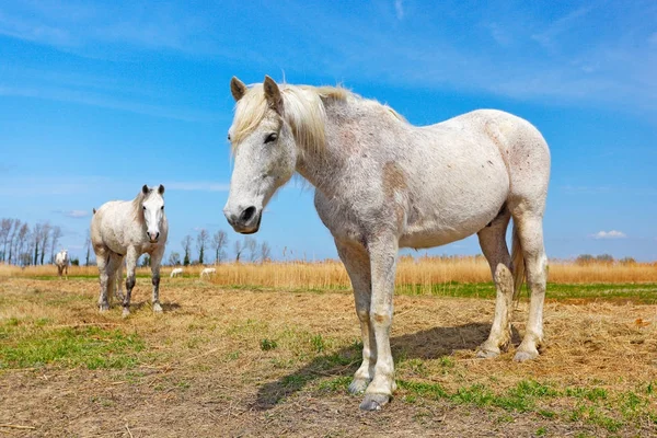 Ωραίο Άσπρο Άλογο Τρέφονται Σανό Φόντο Τρία Άλογα Σκούρο Μπλε — Φωτογραφία Αρχείου