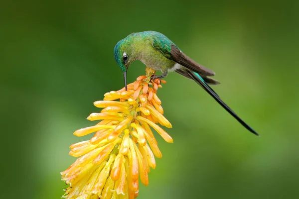 花と鳥 野生動物のエクアドル エクアドルの美しい黄色 Strelicia 花から花蜜を食べるハチドリ エナガ シルフ緑の熱帯森林から野生動物のシーン — ストック写真
