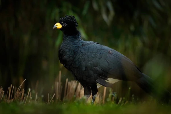 Curassow Dalla Faccia Nuda Crax Fasciolata Grosso Uccello Nero Con — Foto Stock