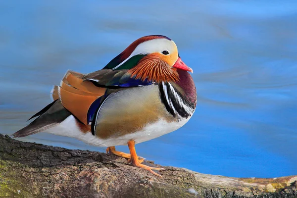 Pták Kachnička Mandarinská Aix Galericulata Sedící Větvi Modrou Vodní Hladiny — Stock fotografie