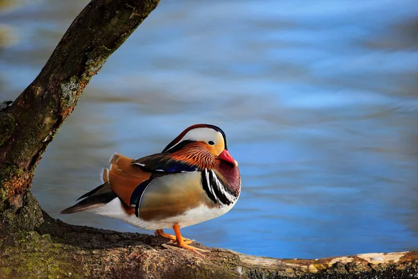 Bird Mandarin Duck Aix Galericulata Sentado Ramo Com Superfície Água — Fotografia de Stock