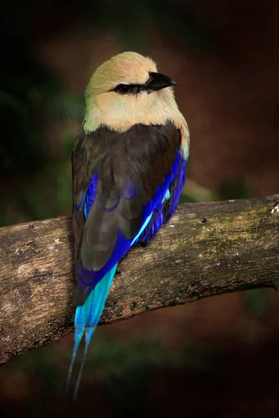 Roller Doğa Ortamlarında Coracias Cyanogaster Mavi Karınlı Yabani Kuş Formu — Stok fotoğraf