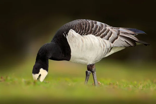 黑与白鸟北极鹅 水禽法国 — 图库照片