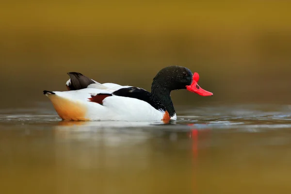 Shelduck Común Tadorna Tadorna Una Especie Ave Acuática Shelduck Hábitat —  Fotos de Stock