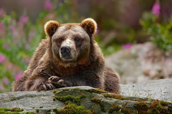Retrato Urso Marrom Fundo Borrado — Fotografia de Stock