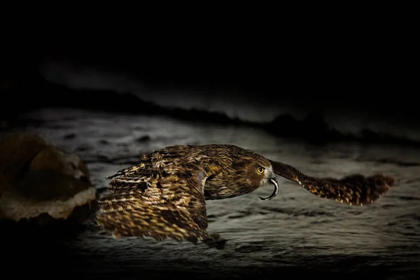 Coruja Peixe Blakiston Bubo Blakistoni Mosca Noite Com Captura Coruja — Fotografia de Stock