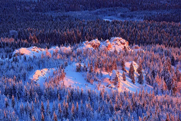 Blå Vinterlandskap Björk Träd Skogen Med Snö Och Rimfrost Rosa — Stockfoto