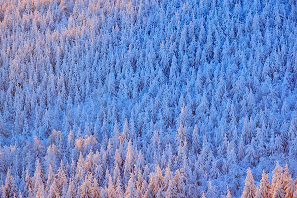 Blue winter landscape, birch tree forest with snow, ice and rime. Pink morning light before sunrise. Winter twilight, cold nature in forest. Orlicke hory, Czech republic. Mountain landscape with trees