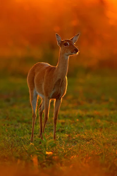 Divoké Scény Přírody Jelen Přírodní Stanoviště Wildlife Brazílie Západ Slunce — Stock fotografie