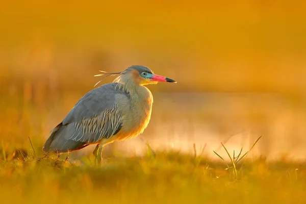 Retrato Detalhado Garça Tigre Sol Noite Rufescent Tiger Heron Tigrisoma — Fotografia de Stock