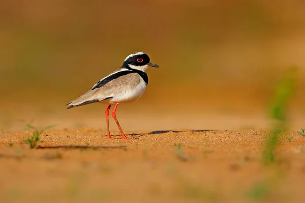 Alaca Cılıbıt Vanellus Cayanus Kuş Plajda Kum Nehri Pantanal Brezilya — Stok fotoğraf