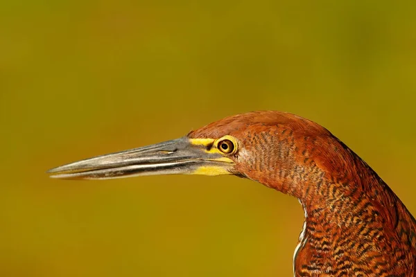 Dettaglio Ritratto Airone Tigre Sole Serale Tiger Heron Rufescente Tigrisoma — Foto Stock