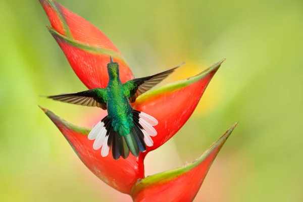 Mooie Vogel Met Rode Bloei Heliconia Bloem Met Kolibrie Tobago — Stockfoto