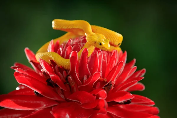 Yellow Eyelash Palm Pitviper Bothriechis Schlegeli Красном Диком Цветке Ядовитая — стоковое фото