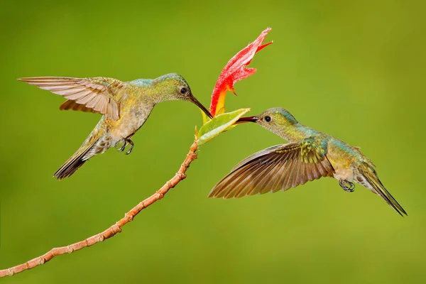 Dva Kolibřík Ptáci Růžovou Kytičkou Kolibříci Letící Vedle Krásný Červený — Stock fotografie