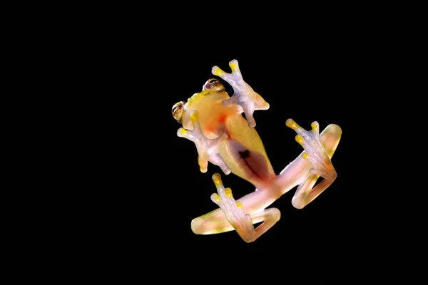 Glasfrosch Mit Transparenter Haut Sichtbaren Organen Herzschlag Glasfrosch Hyalinobatrachium Valerioi — Stockfoto