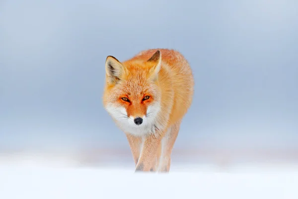 Rotfuchs Weißen Schnee Kalter Winter Mit Orangefarbenem Pelzfuchs Jagd Tier — Stockfoto