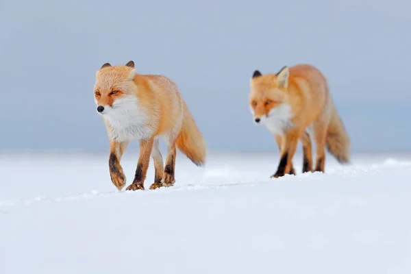 Due Volpi Rosse Nella Neve Bianca Inverno Freddo Con Pelliccia — Foto Stock