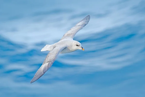 Northern Fulmar Fulmarus Glacialis White Bird Blue Water Dark Blue — Fotografia de Stock