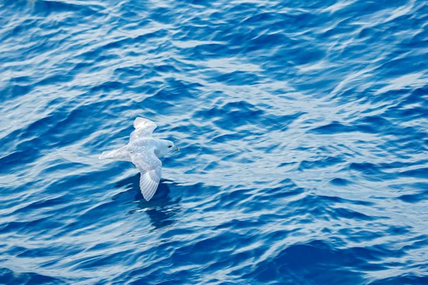 蓝海鸟 Fulmar Fulmarus 深蓝色冰在背景 动物飞行北极自然栖息地 斯瓦尔巴特 鸟在寒冷的性质 — 图库照片