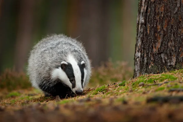 Badger in forest, animal nature habitat, Germany, Europe. Wildlife scene. Wild Badger, Meles meles, animal in wood. European badger, autumn pine green forest. Mammal environment, rainy day.