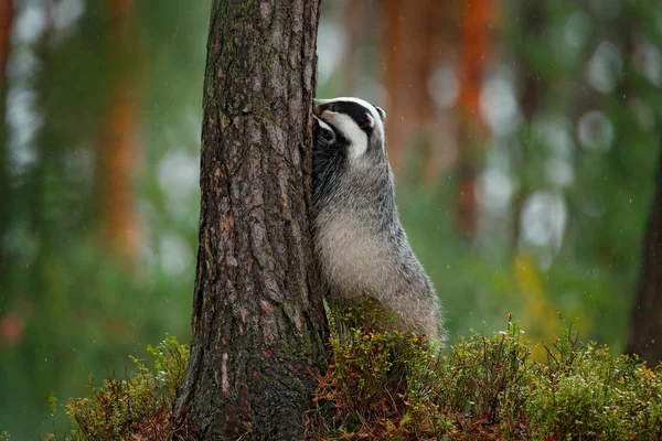Tejón Bosque Hábitat Naturaleza Animal Alemania Europa Escena Vida Salvaje — Foto de Stock
