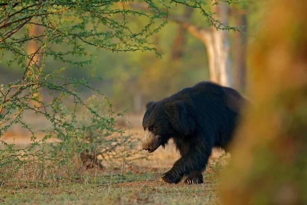 Medvěd Pyskatý Melursus Ursinus Ranthambore National Park Indie Divoký Medvěd — Stock fotografie