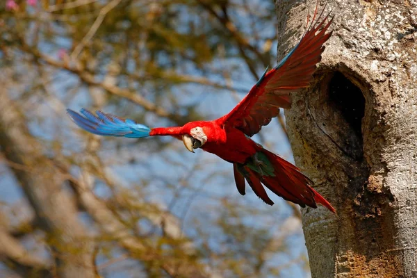 Большой Красный Попугай Лети Гнезда Красно Зелёный Ара Ара Хлороптера — стоковое фото