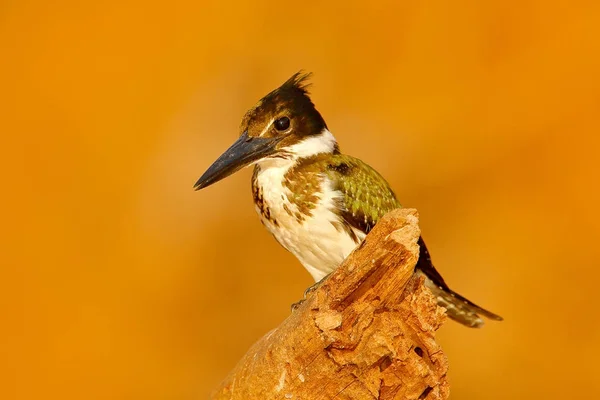 Ijsvogel Uit Brazilië Groene Witte Vogel Amazon Kingfisher Chloroceryle Amazona — Stockfoto