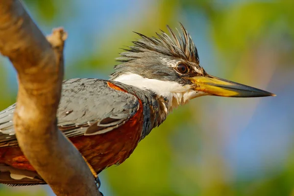 Ringed Kingfisher Megaceryle Torquata Uccello Blu Arancione Seduto Sul Ramo — Foto Stock