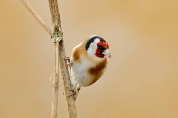 European Goldfinch, Carduelis carduelis, sitting on thistle, Sumava, Czech republic, Male grey songbird with green and yellow clear background. Wildlife scene from nature. — Stock Image European Goldfinch Carduelis Carduelis Sitting Thistle Sumava Czech Republic Male Stock Picture