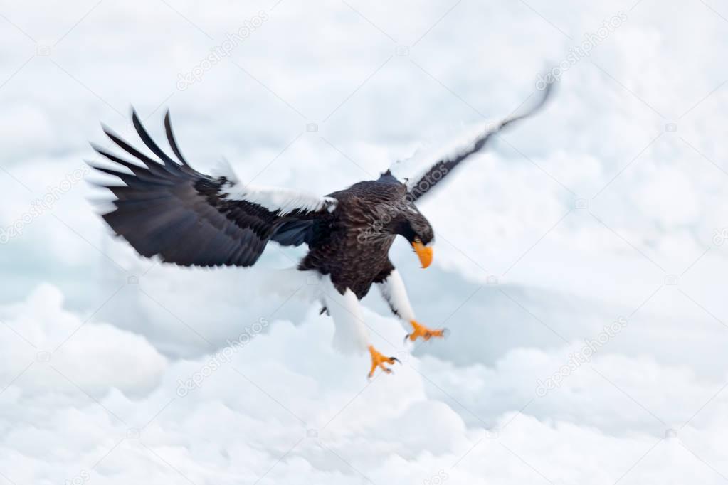 Winter scene with snow and eagle. Flying rare eagle. Steller's sea eagle, Haliaeetus pelagicus, flying bird of prey, with blue sky in background, Sakhalin, Russia. Eagle with nature mountain habitat.