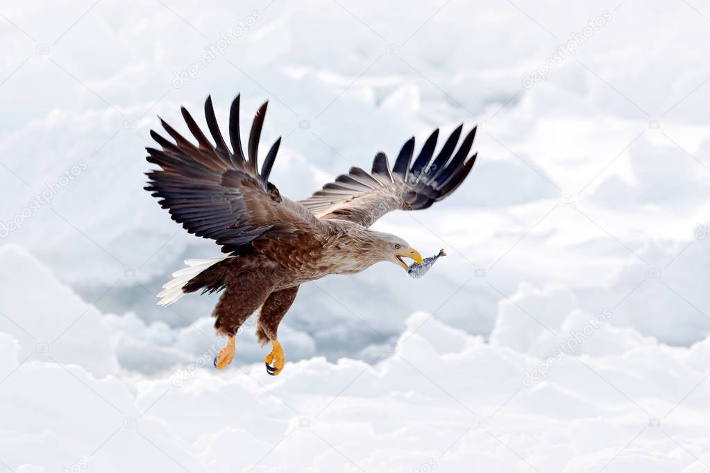 Flight White-tailed eagle, Haliaeetus albicilla, Hokkaido, Japan. Action wildlife scene with ice. Eagle in fly. Eagle fight with fish. Winter scene with bird of prey. Big eagles, snow sea. 