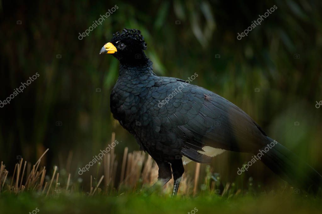 μεγάλο γυμνό μαύρο πουλί