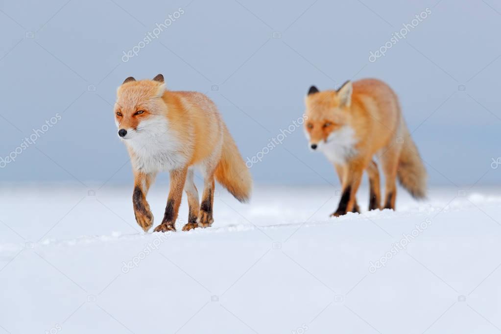 Two Red fox in white snow. Cold winter with orange fur fox. Hunting animal in the snowy meadow, Japan. Beautiful orange coat animal nature. Wildlife Europe. Detail close-up portrait of nice pair fox.
