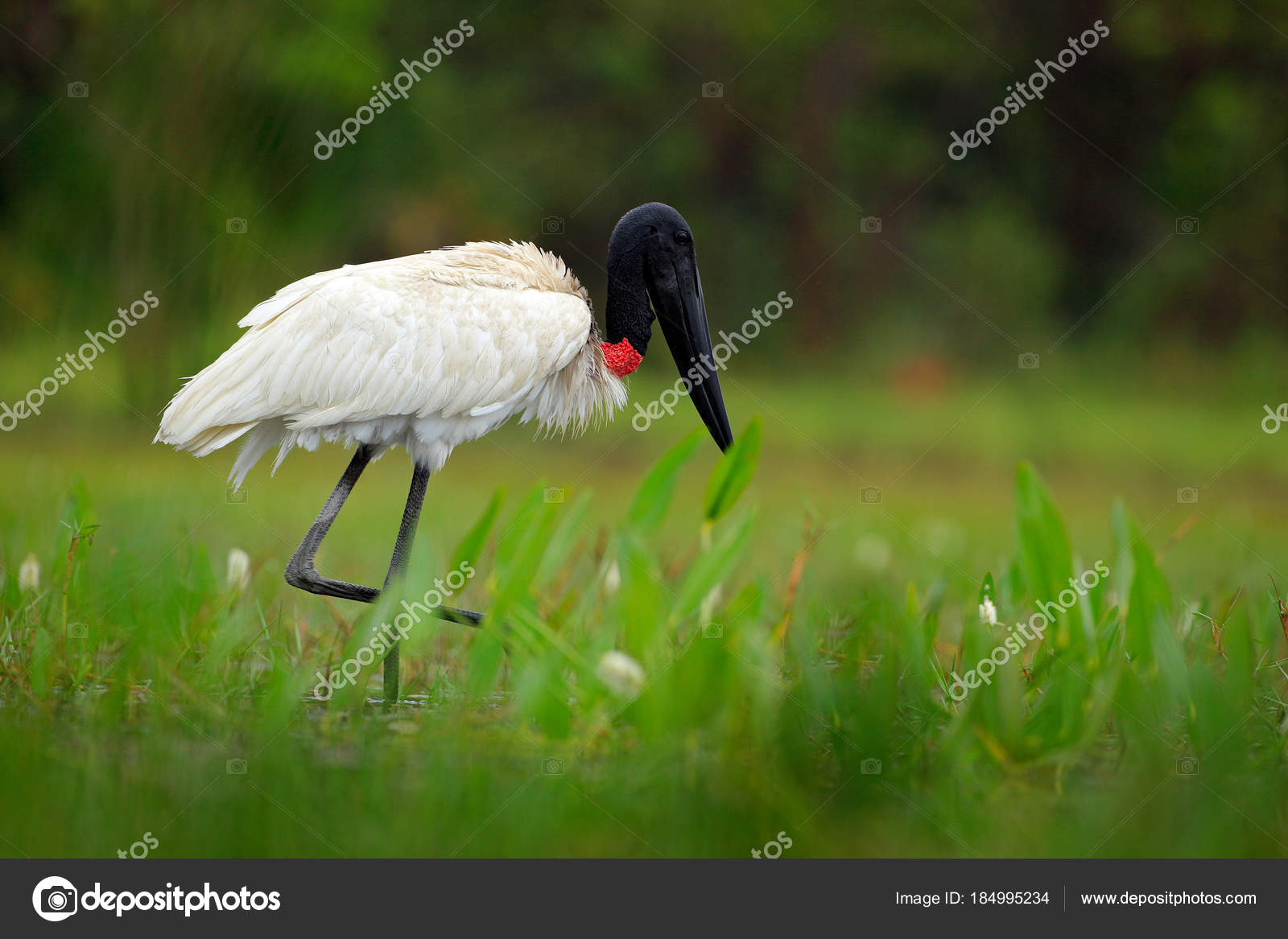 Jabiru Fleur Mars Oiseau Jabiru Mycteria Noir Blanc Dans Eau