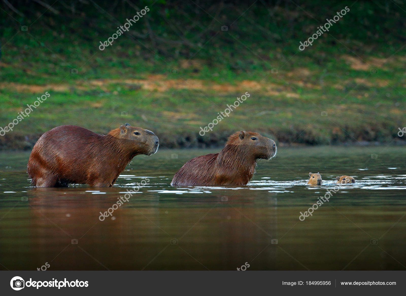 Brazilian Beaver