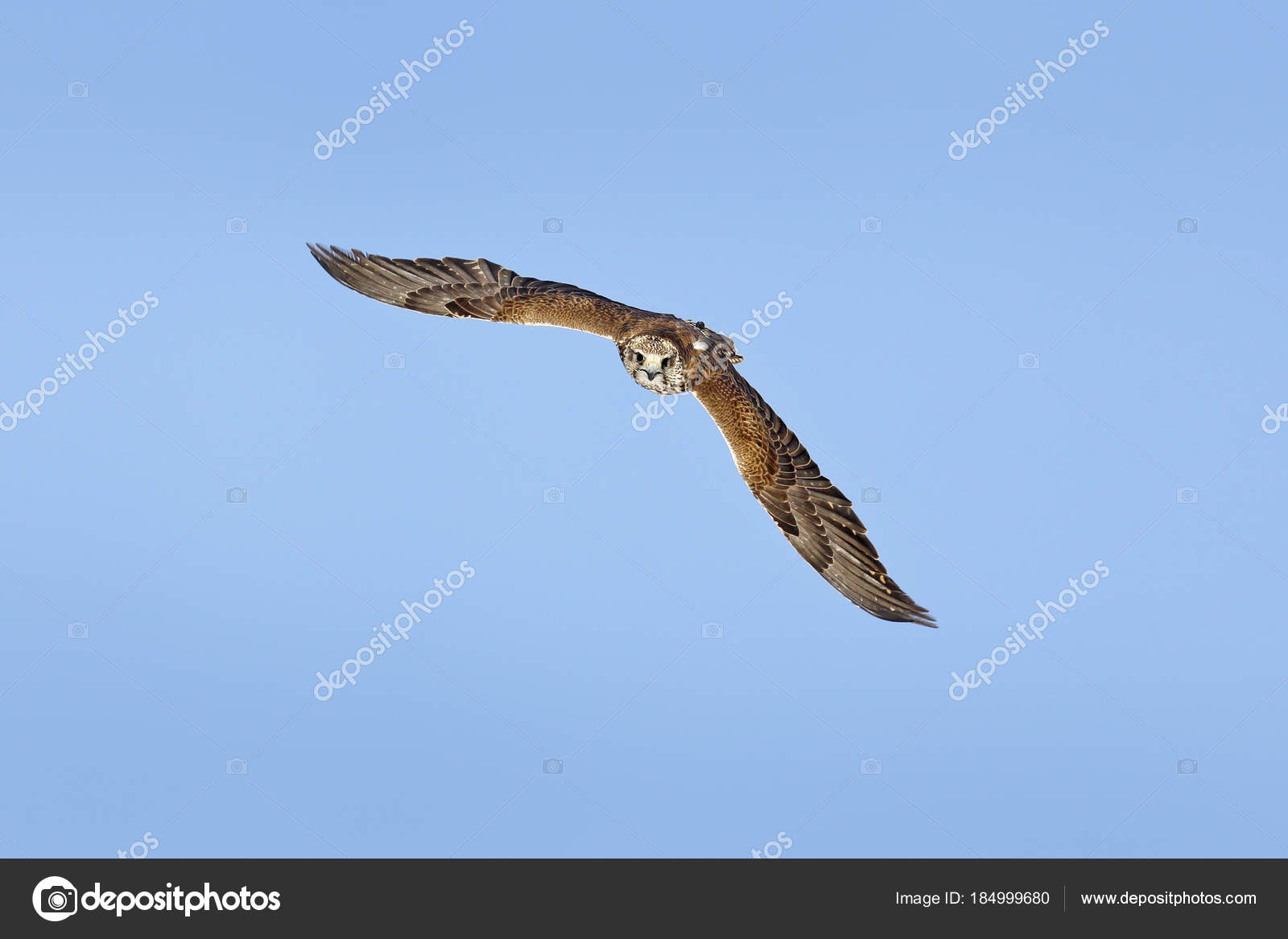 ᐈ Saker Falcons Stock Photos Royalty Free Saker Falcon Images Download On Depositphotos ᐈ Saker Falcons Stock Photos Royalty Free Saker Falcon Images Download On Depositphotos
