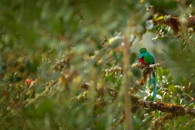 Yeşil kuş Quetzal, Pharomachrus mocinno, Kosta Rika dan muhteşem kutsal yeşil kuş. Dağ tropik ormandaki nadir sihirli hayvan. Uzun kuyruklu America.Exotic kuş gözlem yaşam alanı