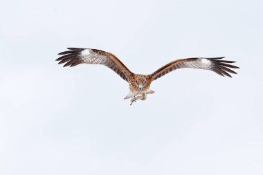 Yüz brid av sinek. Uçurtma uçan, Milvus migrans, gökyüzü kar kış aylarında siyah. Karlı bir gün. Çayır kuşu. Japonya yaban hayatı. Beyaz gökyüzü. Yabani hayvanlar ve bitkiler Asya.