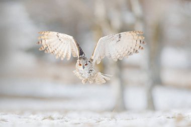 Fly Eastern Siberian Eagle Owl, Bubo bubo sibiricus, sitting on hillock with snow in the forest. Birch tree with beautiful animal. Bird from Russia winter. Snow covered bird. Winter scene with owl.  clipart