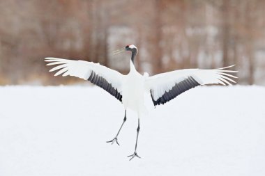 Dans eden bir çift kırmızı taç vinç uçuş, kar fırtınası ile açık kanat Hokkaido, Japonya. Kuş uçmak, kış sahne kar ile. Doğada kar dans. Karlı doğadan yaban hayatı sahne. Karlı kış.