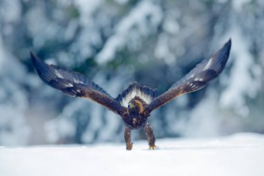 Kar kış ile kartal. Kışın kar ile öldürmek tavşan ile yırtıcı kuş altın kartal. Norveç doğa vahşi yaşam mahallinden. Kuş besleme karda yakalamak. Soğuk kış ile kartal. Güzel kar taneleri