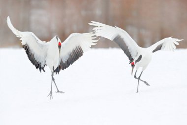 Dans eden bir çift kırmızı taç vinç uçuş, kar fırtınası ile açık kanat Hokkaido, Japonya. Kuş uçmak, kış sahne kar ile. Doğada kar dans. Karlı doğadan yaban hayatı sahne. Karlı kış.