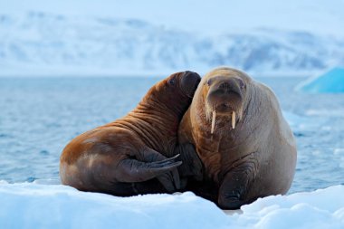 Anne ile yavrusu. Genç erkek ile Deniz aygırı. Kış Arctic yatay, büyük hayvan. Aile soğuk buz üzerinde. Mors, Odobenus erkek, kar, Svalbard, Norveç ile beyaz buz üzerinde mavi sudan dışarı sopa. 