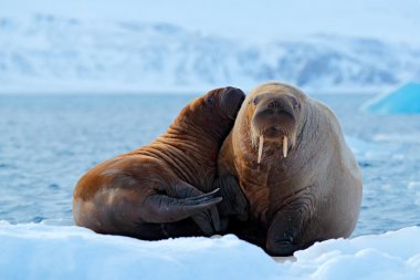 Mother with cub. Young walrus with female. Winter Arctic landscape with big animal. Family on cold ice. Walrus, Odobenus rosmarus, stick out from blue water on white ice with snow, Svalbard, Norway.  clipart