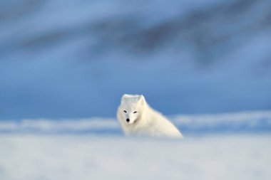 Kutup tilkisi ortamlarında, kış manzarası, Svalbard, Norveç. Karda güzel hayvan. Fox çalıştırıyor. Doğa, doğa ortamlarında Vulpes lagopus yaban hayatı eylem sahne. Sevimli hayvan ile Hills.