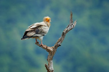 Mısır akbabası, Neophron percnopterus, büyük oturma şube, yeşil dağ, doğa yaşam alanı, Madzarovo, Bulgaristan, Doğu Rodopların yırtıcı kuş. Ağaç gövdesinde, orman habitat oturan vahşi akbaba