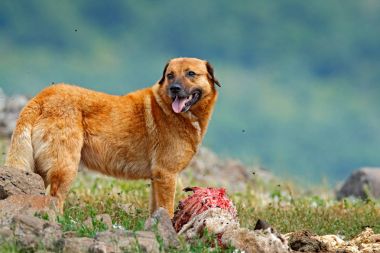 Kangal köpeği, kökenli Balkan bir dağ hayvancılık koruyucu köpek. Büyük köpek leşi koyun, kürk ile kanlı iskelet ile. Rock dağ, doğa yaşam alanı, Madzarovo, Bulgaristan, Kırcaali.